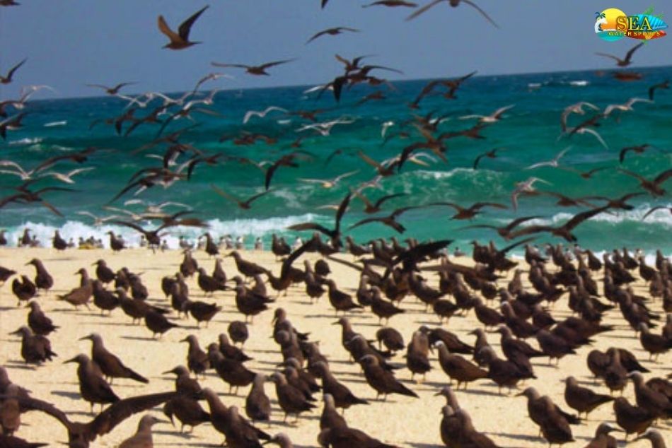 Pitti Bird Sanctuary Best Places To Visit In Lakshadweep